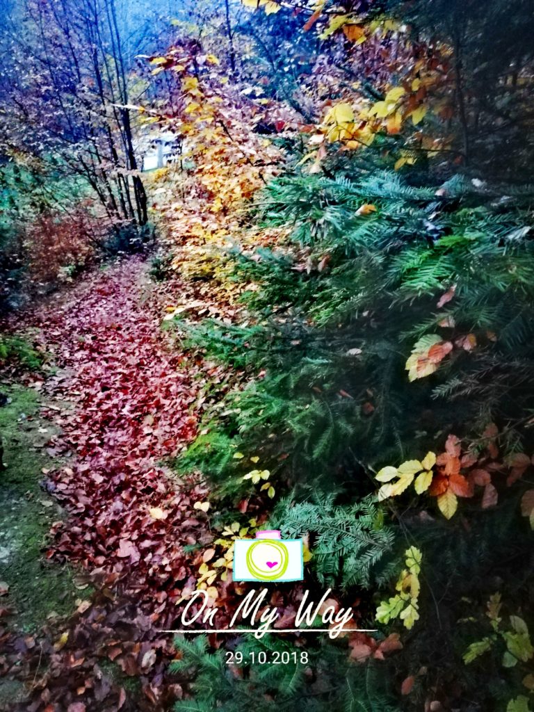 jesienny spacer w plomieniach lisci